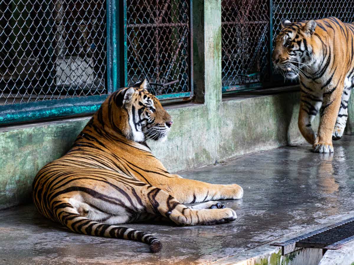 Большой Будда и фермы с животными — фото 3